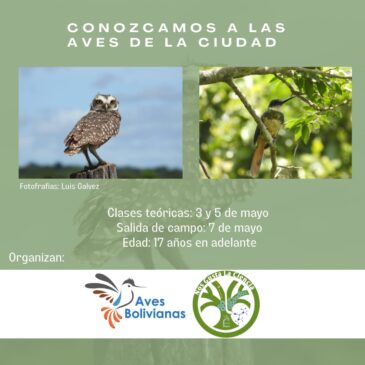 Conozcamos a las aves de la ciudad