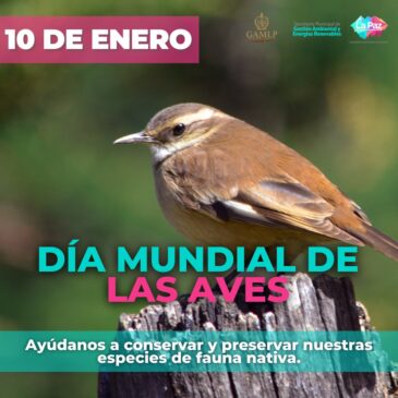 Día mundial de las aves