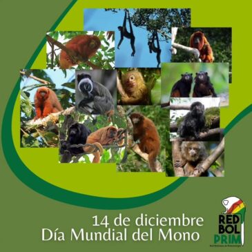Día del mundial del mono